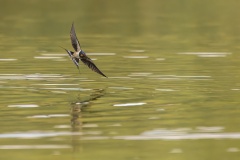 Rauchschwalben auf Futtersuche über dem See