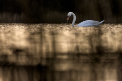 Schwan hinter'm Schilf