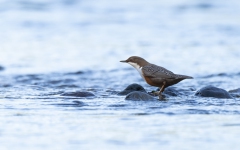 Wasseramsel