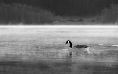 Kanadagans morgens am See