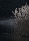 Schilf am See