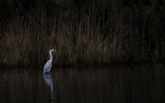 Reiher am Seeufer