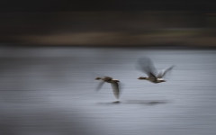 Graugänse im Flug