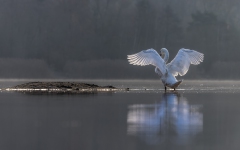 Schwan