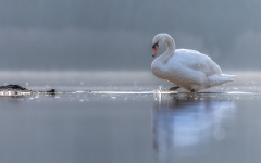 Schwan