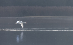 Schwan im Flug