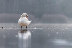 Schwan