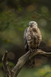 Wespenbussard