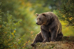 Braunbär