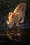 Luchs