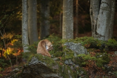 Luchs