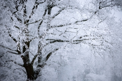 Baum mit Rauhreif