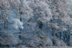 Frostiger Wald