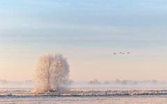 Baum und vorbeiziehende Vögel