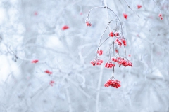Erste Vermutung Eberesche, aber wohl doch eher gemeiner Schneeball