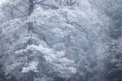 Frostiger Wald