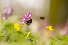 Lerchensporn mit Besuch von der Steinhummel