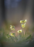 Schlüsselblumen