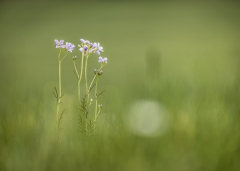 Wiesenschaumkraut