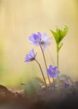 Leberblümchen