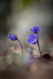 Leberblümchen