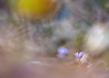 Leberblümchen