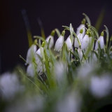 Schneeglöckchen