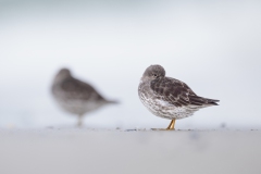 Meerstrandläufer