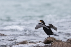 Kormoran