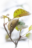 Wintergoldhähnchen bei Futtersuche (sucht Unterseite der Blätter ab)
