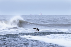 Austernfischer vor tosender See