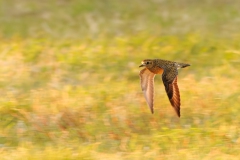 Goldregenpfeifer / Ostsee :-)