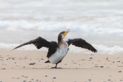 Kormoran am Strand