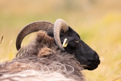 Inselschaf