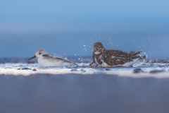 Sanderling und Steinwälzer beim Baden