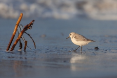 Sanderling