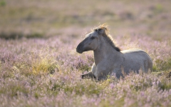 Pferd ruht in Heide