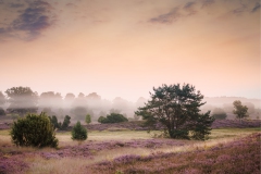 In der Heide