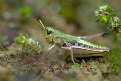 Grashüpfer