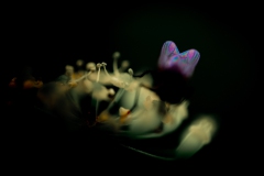 Fliegenflügel