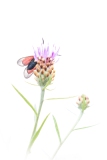 Widderchen an Distel