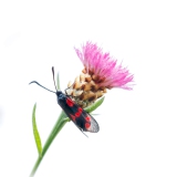 Widderchen an Distel