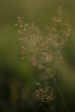 Schwebfliegenart an Gräserblüte