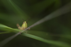 Feldheuschrecke