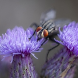 Fleischfliege