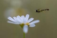 Schwebfliege