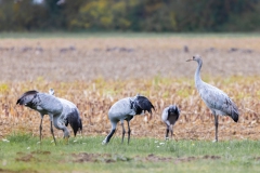 Kranichfamilie in der Diepholzer Moorniederung