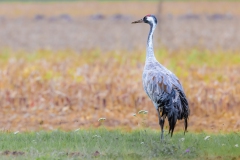 Kraniche in der Diepholzer Moorniederung