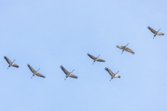 Kranichüberflug Ende Oktober 22