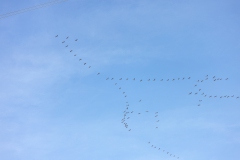 Kranichüberflug Ende Oktober 22